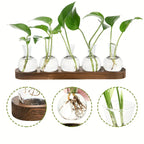 Glass Terrarium for Plants with Wooden Tray – For indoor propagation hydroponic vase，Desktop Home Office Decoration