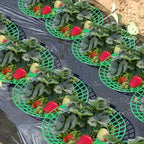 20/50Pcs Heavy-Duty Strawberry & Watermelon Planting Rack - Garden Support Frame with 3- Sturdy Design,Open Grid Drainage System