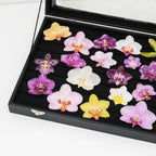 "Resin Coated Natural Dried Phalaenopsis Orchid Flowers - DIY Craft Supplies for Jewelry Making (Earrings/Brooch) Real Preserved