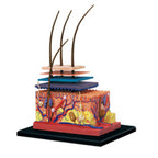 4D Human Skin Model Hair Organs Assembling Puzzle Model Teaching Model Manikin Science Anatomical Model
