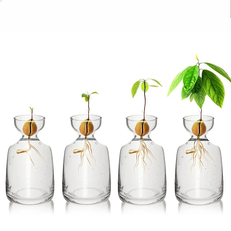 Four-piece Avocado Seed Starter Vase- Grow Your Own Avocado Tree Unique Glass Planting Pot for Gardening Lovers Start Your Green