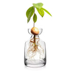 Four-piece Avocado Seed Starter Vase- Grow Your Own Avocado Tree Unique Glass Planting Pot for Gardening Lovers Start Your Green