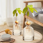 Four-piece Avocado Seed Starter Vase- Grow Your Own Avocado Tree Unique Glass Planting Pot for Gardening Lovers Start Your Green