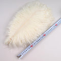 cream / 30-35cm 10pcs