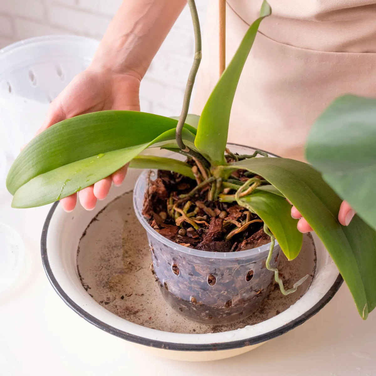 5Pcs Plastic Orchid Pot 4/5/6inch Transparent Slotted Orchid Pots with Holes and Saucers Breathable Flower Plant Pot for Nursery
