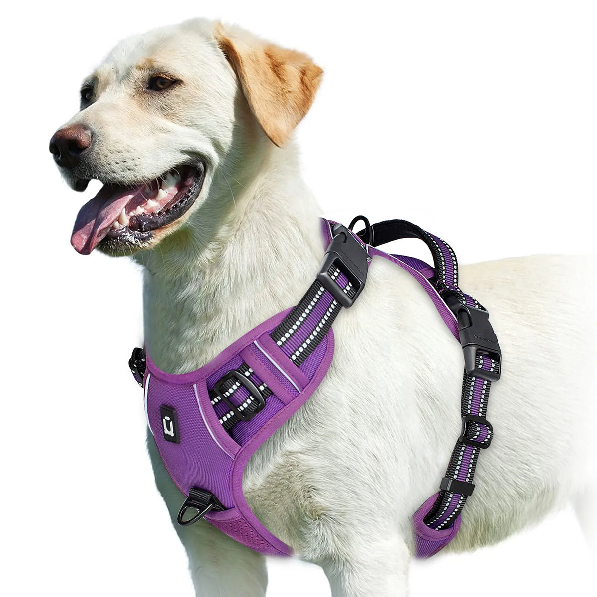 PURPLE / XL